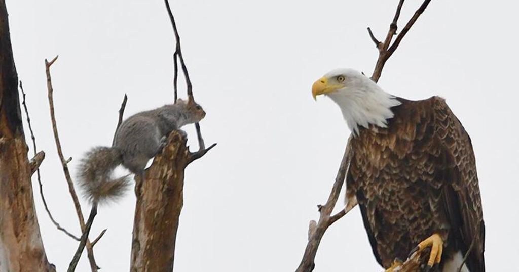 Epic squirrel vs. bald eagle showdown
